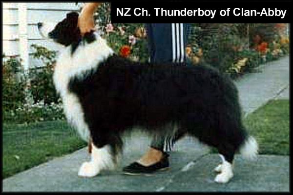 NZ Sh Ch Thunderboy of Clan-Abby