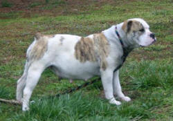 Gable's Cheyenne of King's River