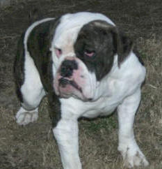 King's River Bulldogge's Koby