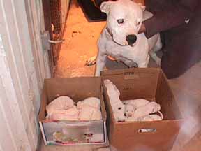 Laging's Pretty Women