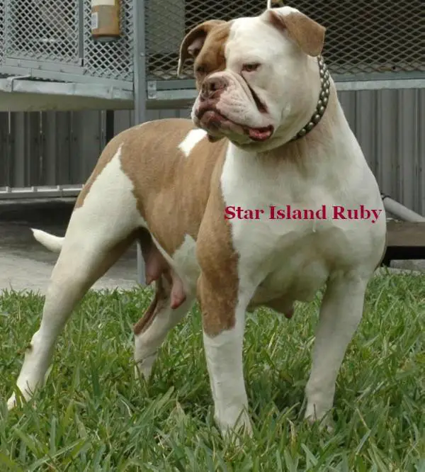 Star Island Ruby of Barbosa