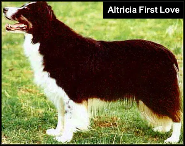 Altricia First Love