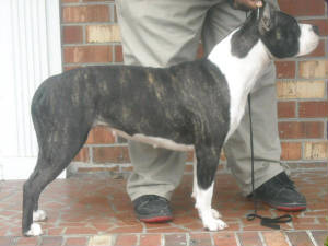 Cicero's Angel of Poseidon