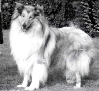 Shellina Mr sandman at brettonpark