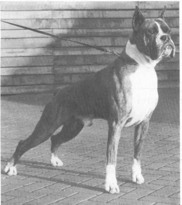 Mork v d Klappeheide