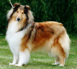 Corydon Gold Demelza