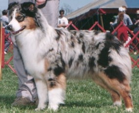 ASCA CH, AM.CH Milwin Cavaliers Radiance