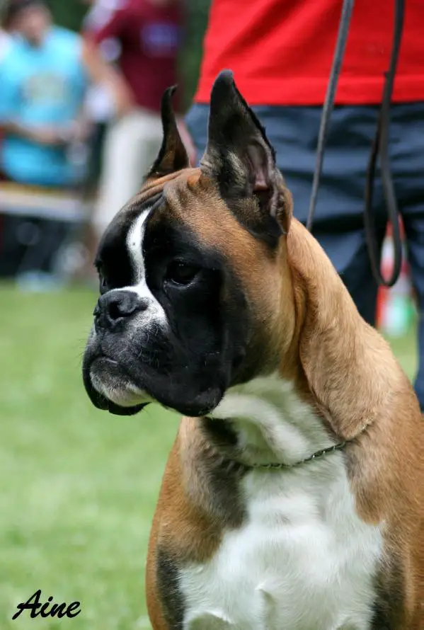 BOB,CACIB,2XR.CACIB, FABRIZIO FLOYD Fender Edda