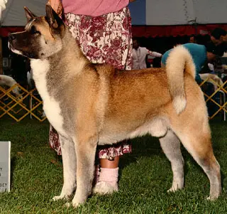 AKC CH Tobe-Orion's Sky Hunter