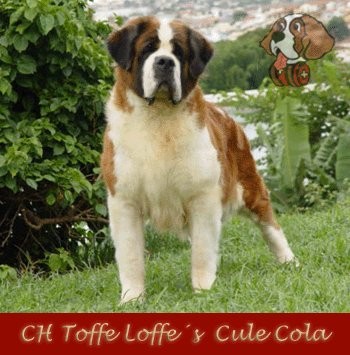 Toffe Loffe'S Cule Cola