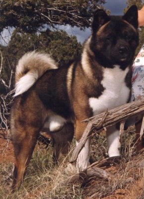 AKC CH Nitewinds Kiowa's Diablo