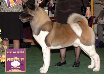 AKC/MEX/ECU/AR/VE WORLD CH Grand Slam's Citation Regalia