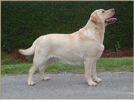 Fisherman's Friend Nan