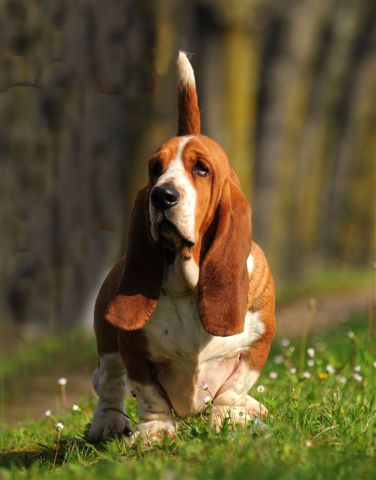 CH IT, CLUB, JR Eva For Elfswood