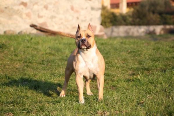 Srcky's Cudas Hot & Spicey