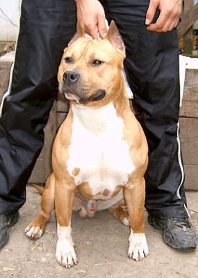 Ural Elegant of Cole