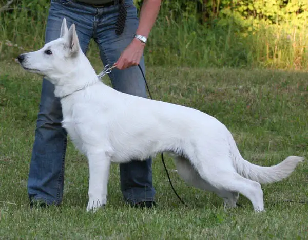 Ferrow King z Rance Montara