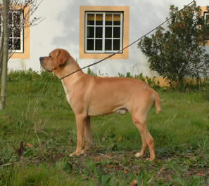 Canorte do vale de são gaio