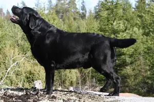 Winnie'S frank zappa