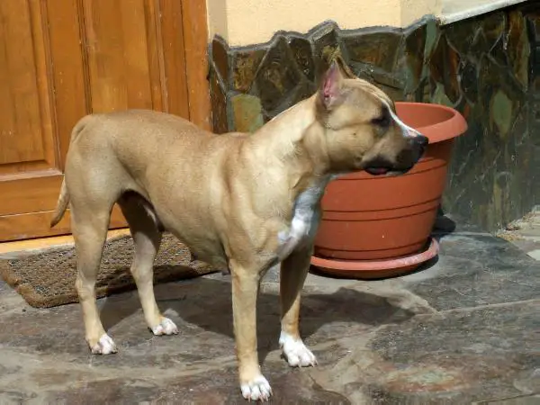 Royal Nobleman Savanah