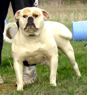 Kennedy's Little Miss Dangerous 2