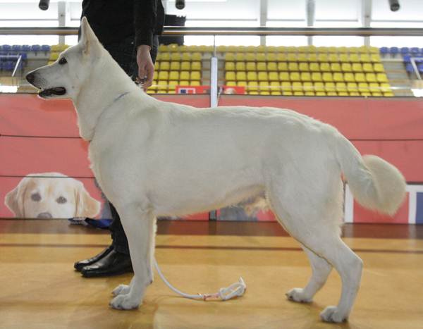 EST CH Born to Win White Hope