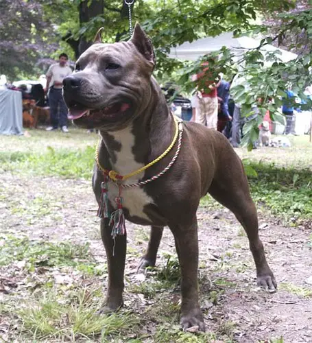 ACH, HUCH, SKCH, ICH Blue Rock