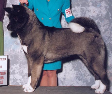 AKC CH TimberSky's Secret Echo