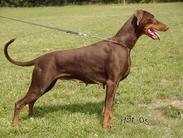 Lucky vom Eschenbruch