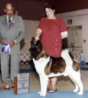 AKC CH Big Bears Road Warrior