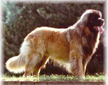 Hulck du Parc de la Tombelle