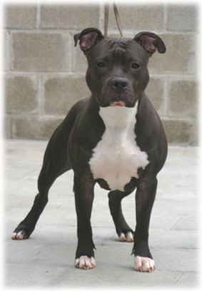 Rockin Blue Rebels Ckikidee