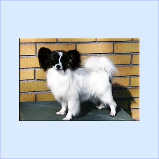 Chipmans Annie Get Your Gun