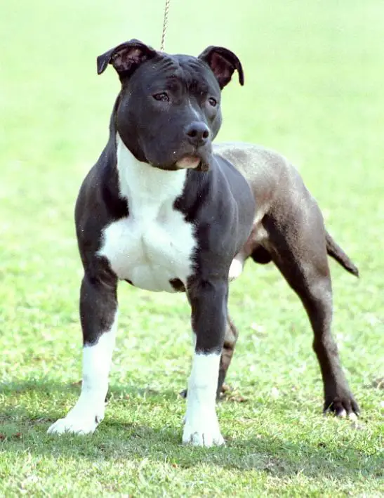 Chasqui Buck Bullock