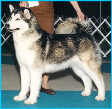 CH. Staghorn's Serene Siren