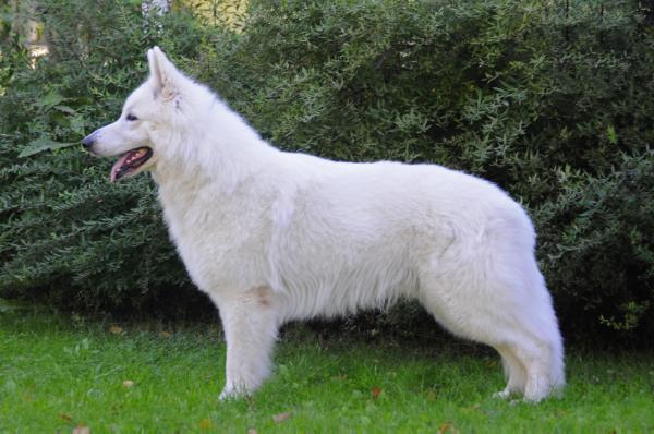 CACIB, CAC White Spirit of Dreams' Aragorn