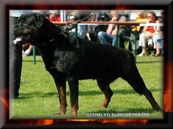 CH. Gismo von der Bleichsrptrasse