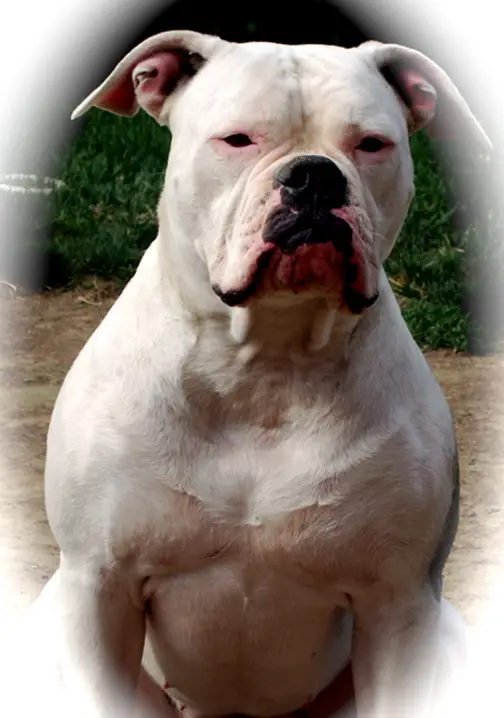 Bullistic Bully's White Zombie