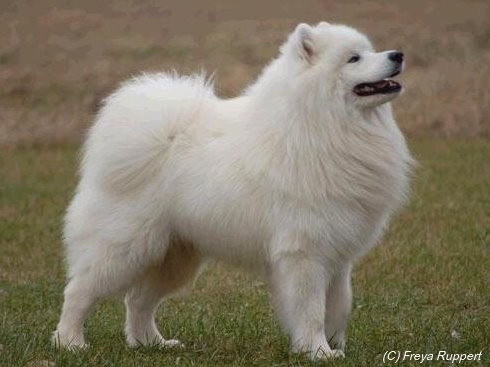 Pilgrimage Snow Fall