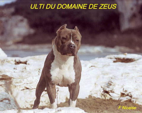 Ulti du Domaine de Zeus