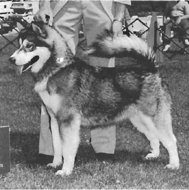 Frostfield Kotzebue Katrina