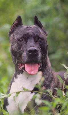 Oka de Roofneck Dog's