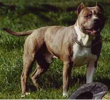 Montpellier de Ngorong Ngorong