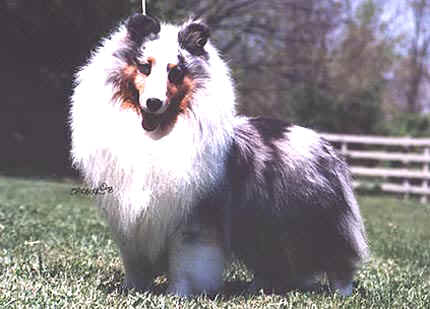 Tall Timber Tom Terrific
