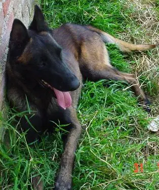 Bruce (Bravo) Mex. Fci.