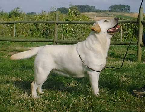 CH Cliveave Chardonay at Rocheby