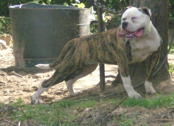 Law's Abby Gale Henderson