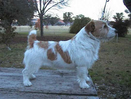 AU CH Jarnee/JR Just Katy Jane