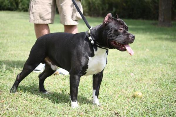 Sha-D Blue's Rise of The Titans