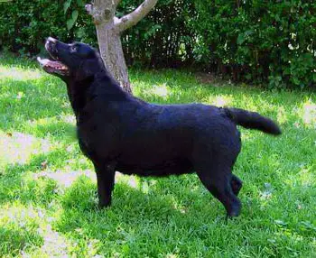 French Royal Kiss Golden Drop